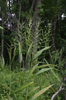 bottlebrush grass